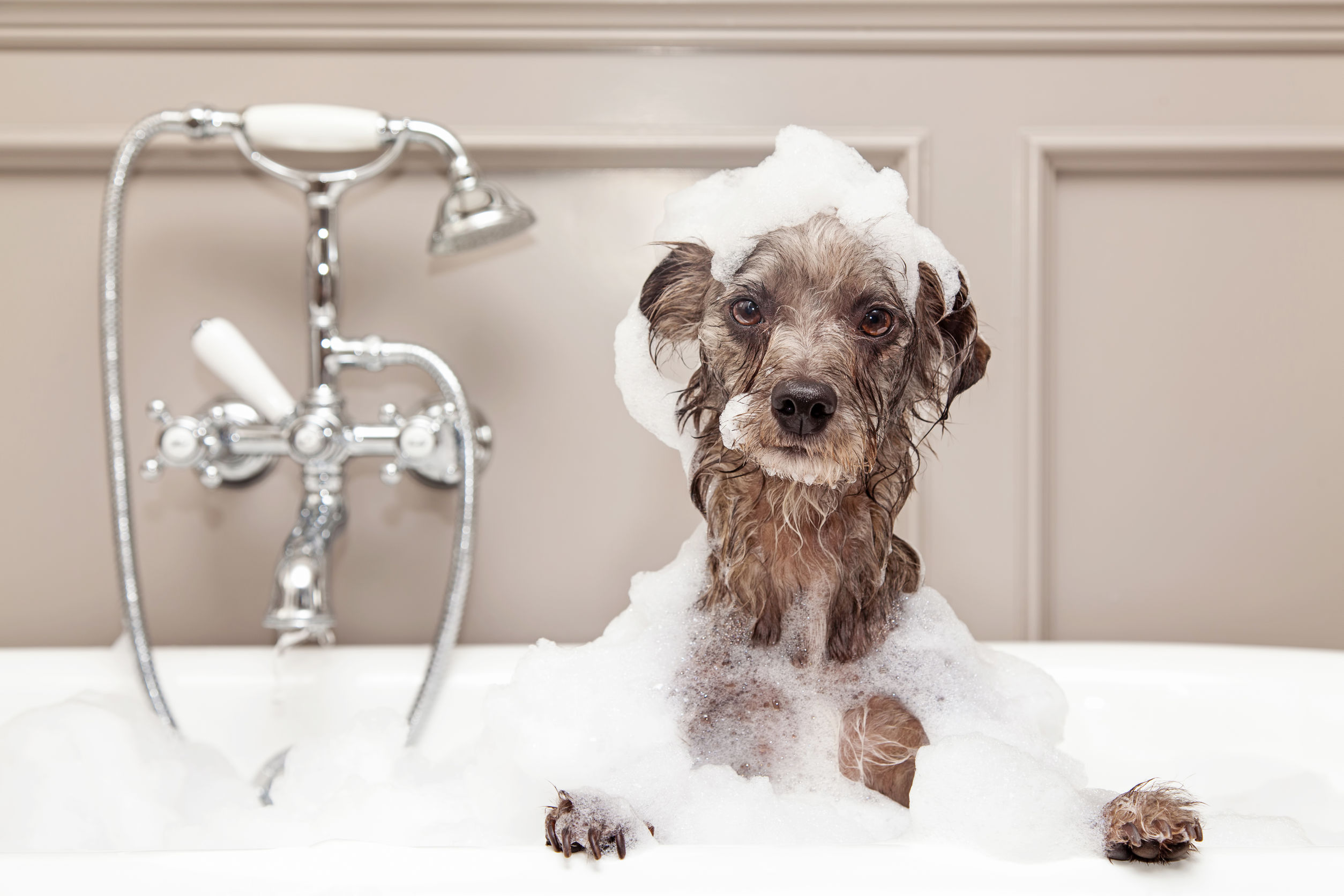 Когда можно купать собаку после. Мытье собаки. Собака моется. Собака моется в ванной. Купание собаки.