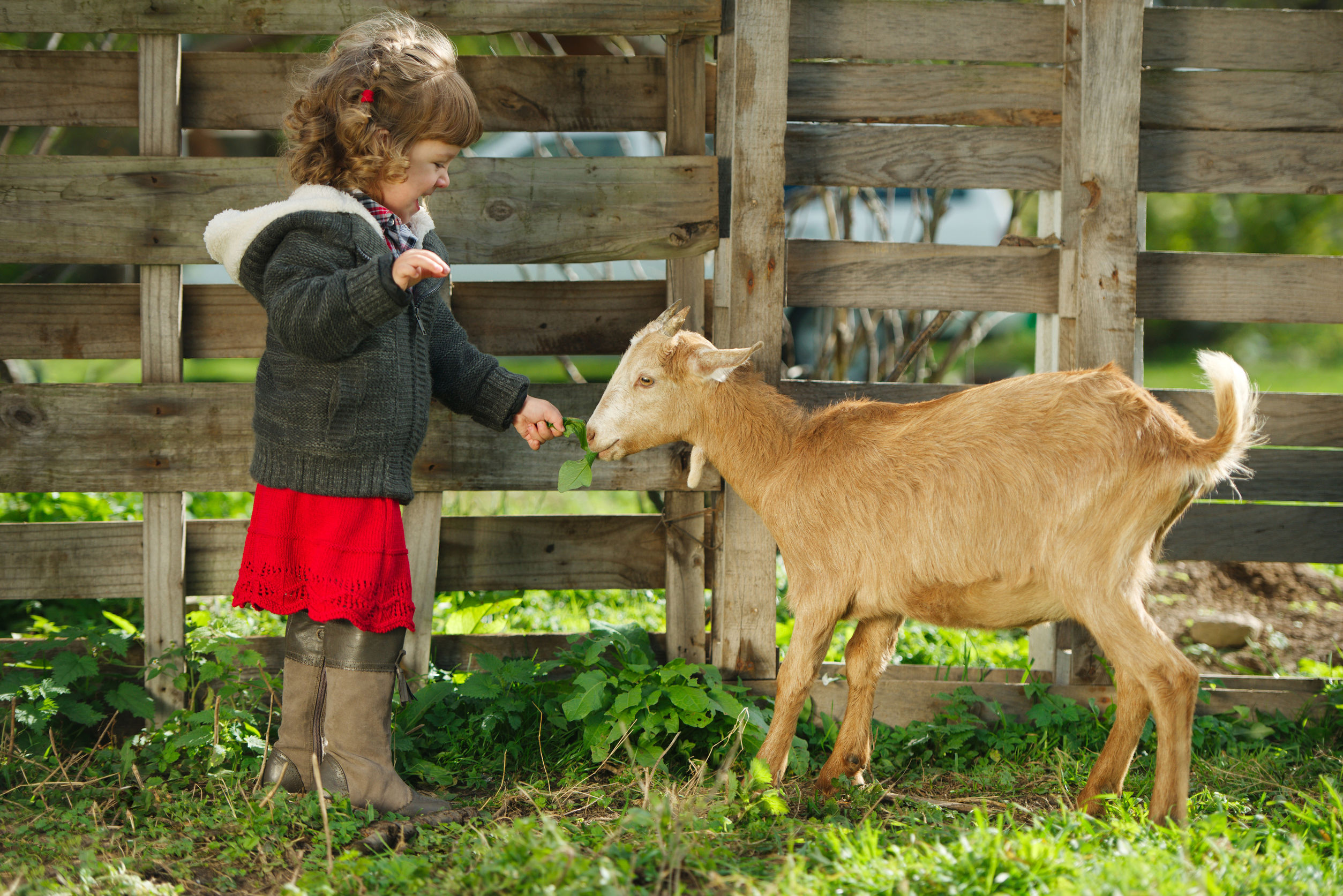 Дети ухаживают за животными. Козочки в деревне. Деревенская коза. Домашние животные в деревне. Ребёнок и животное в деревне.
