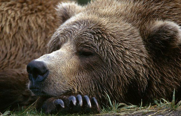 Почему медведи впадают в спячку
